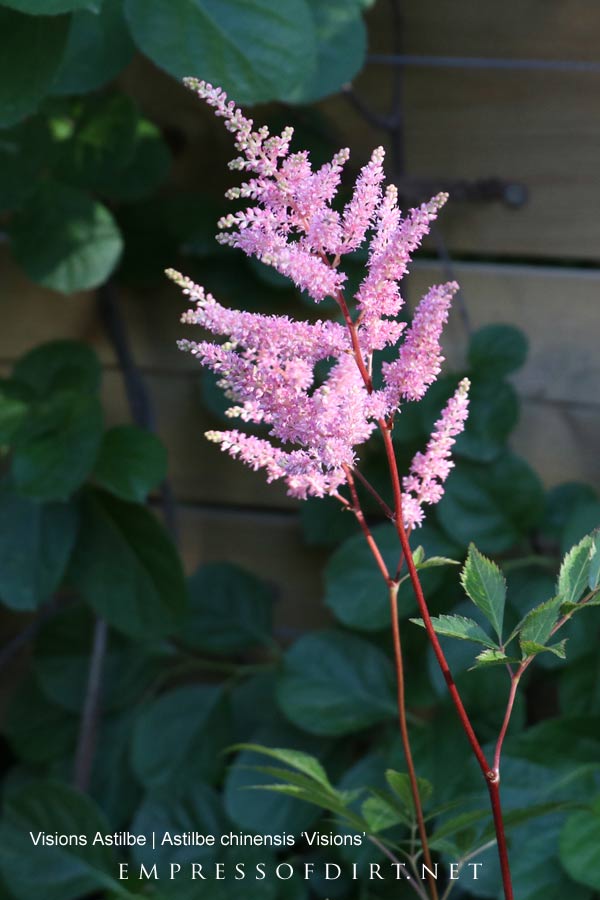 Astilbe blooming in late spring garden.