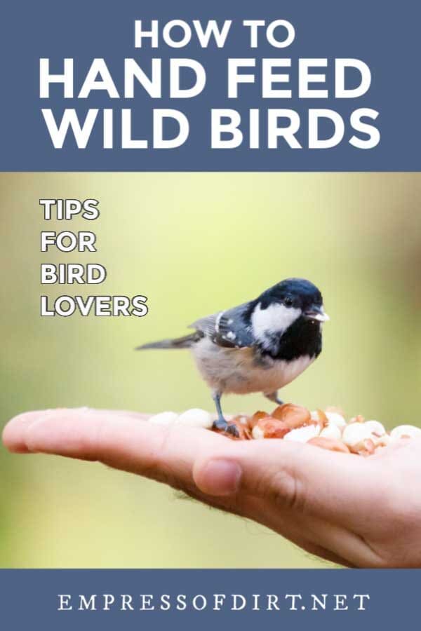 10 Tips for Hand Feeding Wild Birds Empress of Dirt