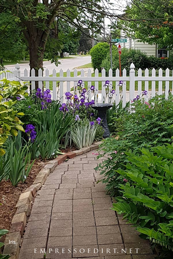 Purple and white irises blooming in late spring garden. Purple and white irises blooming in late spring garden.