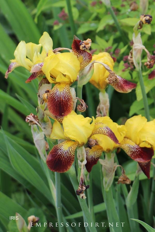 Yellow and copper iris in late spring garden.