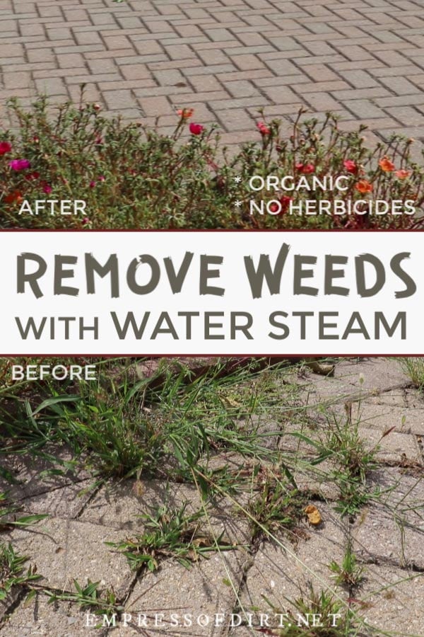 How to Remove Weeds with a Steam Cleaning Machine Empress of Dirt
