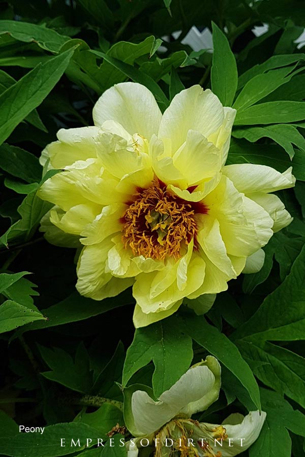 Yellow peony blooming in early summer garden.