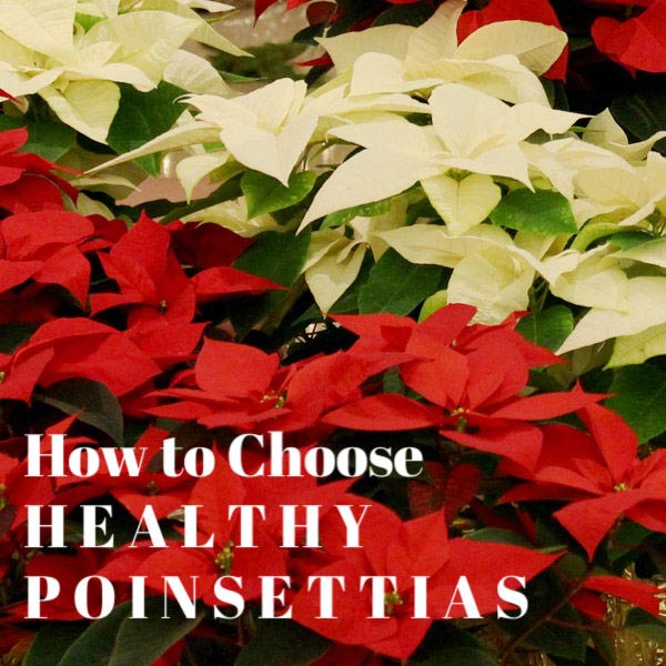 How to choose healthy poinsettas for a long-living plant in your home.