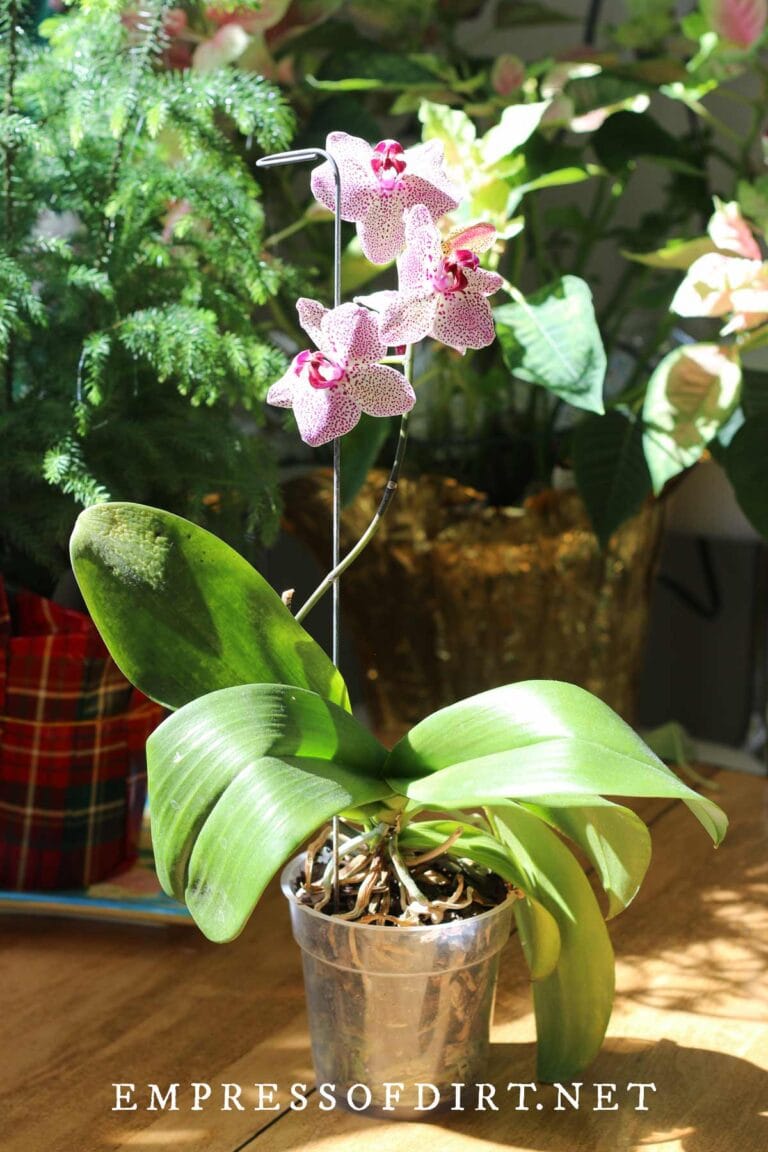 Orchid Care for Beginners (Tips From a Lifelong Grower)