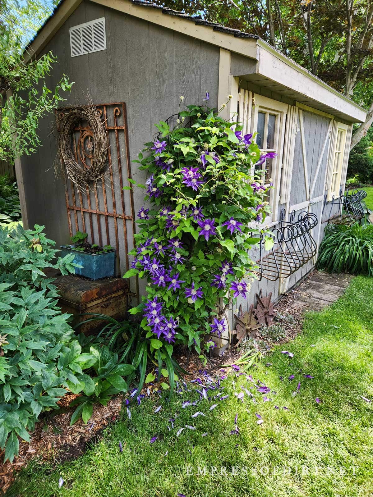 Garden shed with beautiful purple climbing clematis vine.