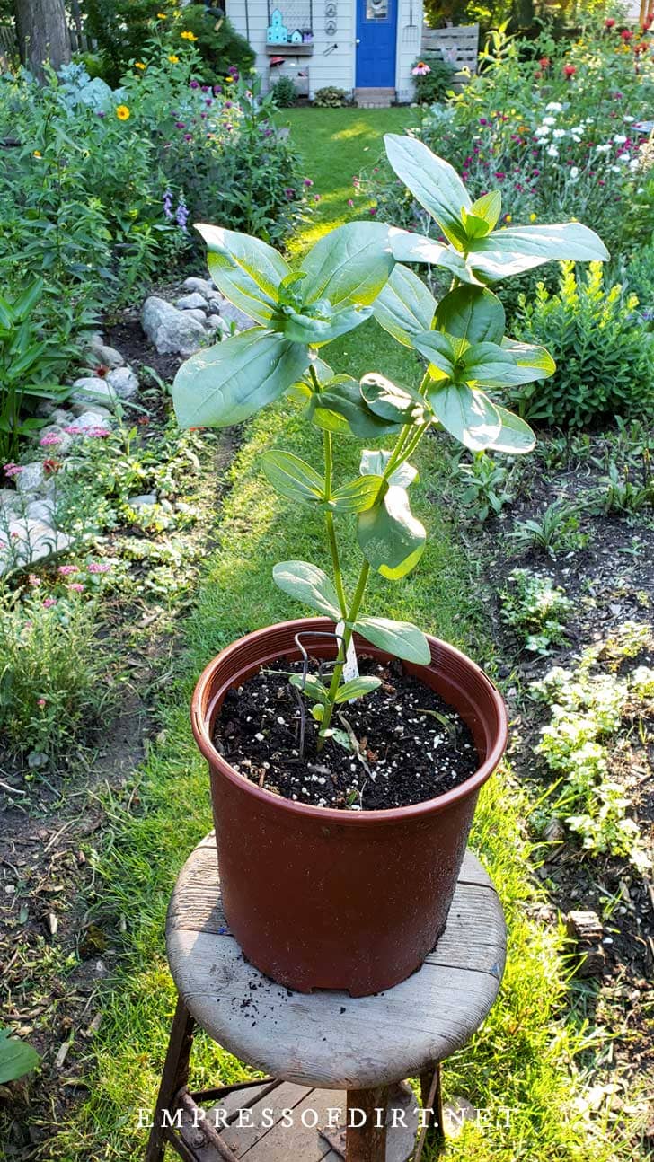 How to Pinch Zinnias for More Blooms — Empress of Dirt