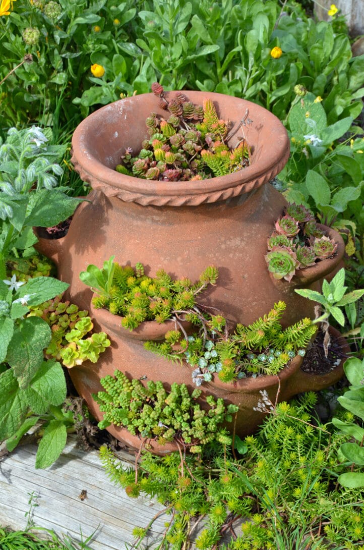 Strawberry Pot Planter Ideas Flowers, Succulents, & Herbs