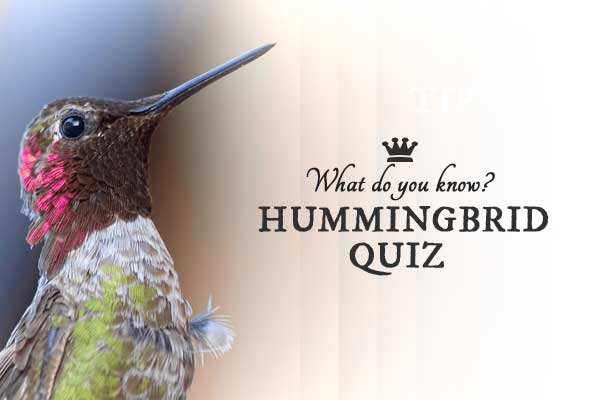 do you know hummingbirds take the quiz and find out do you know hummingbirds take the quiz and find out