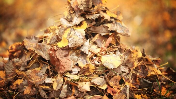 Tree leaves gradually decomposing into leaf mold.