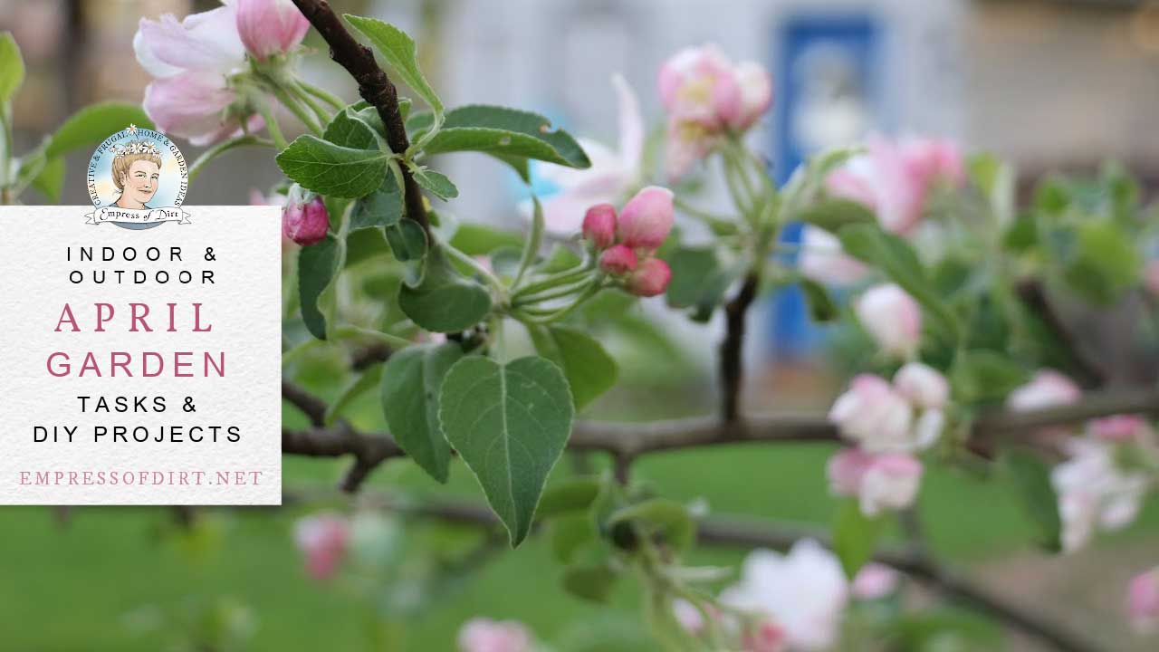 April garden tasks with Empress of Dirt Apple tree in bloom in April garden