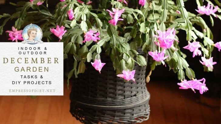 Christmas cactus in bloom indoors in December