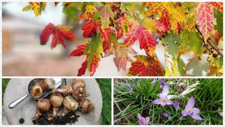 Collage showing fall leaves, flower bulbs, and flowering bulbs.