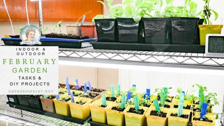 Growing seedlings indoors under LED lights