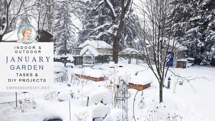 Snowy winter garden in January