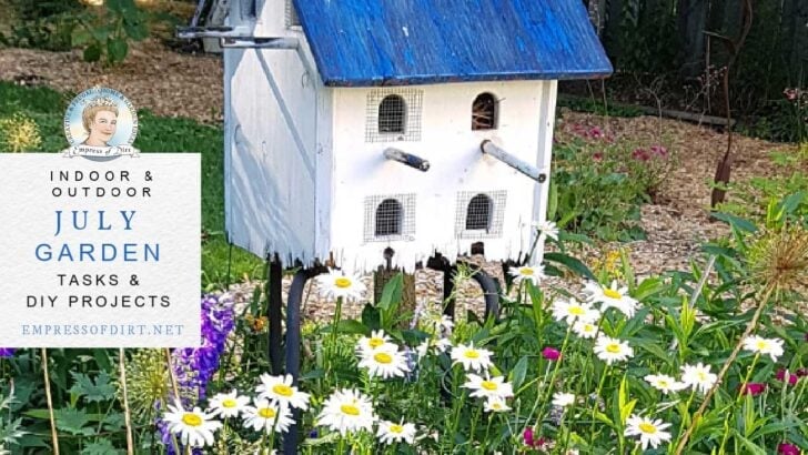 Daisies in bloom in July garden