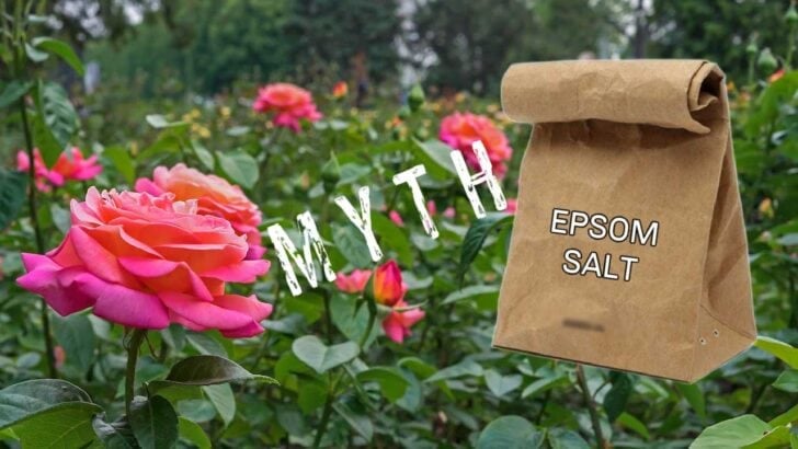 Collage with roses in a garden and a bag of Epsom salt.