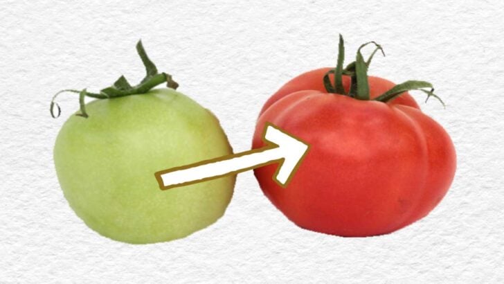 A green and a red tomato.