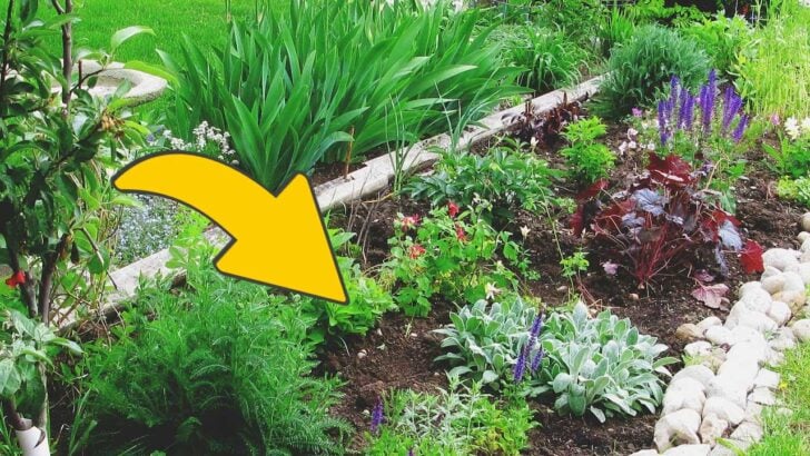 Garden bed with perennials in garden soil.