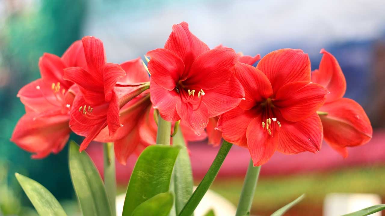 Red Amaryllis bulbs in bloom.