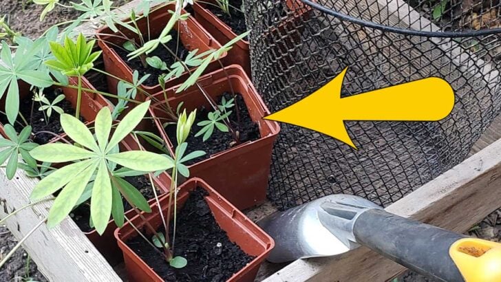 Potted plants and garden supplies.