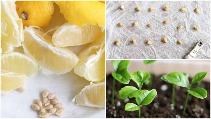 Using lemon seeds to propagate new lemon trees.