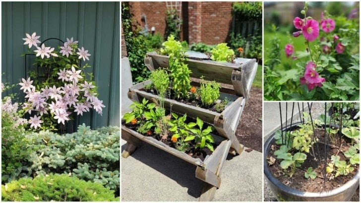 Collage of images from early summer garden.