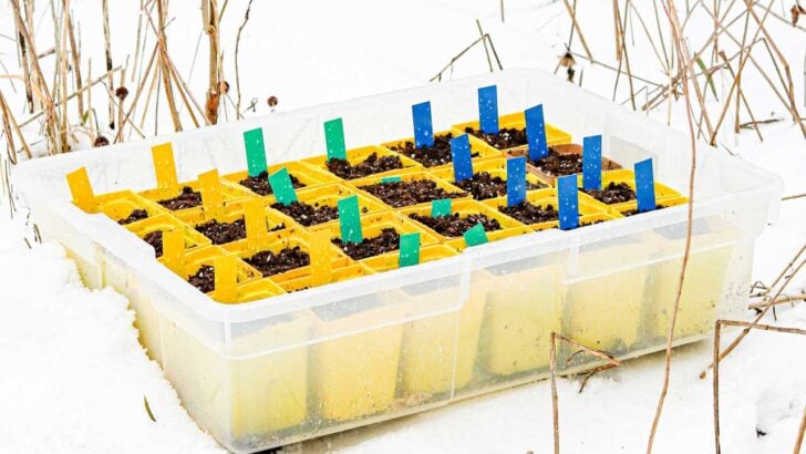 Native seeds sprouting in pots after winter outdoors