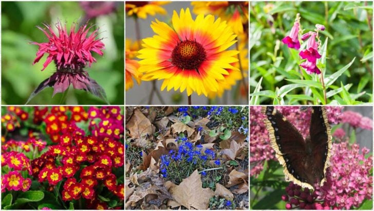 Assorted types of flower seeds to start indoors in winter.