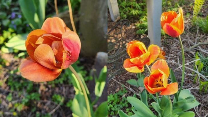 Flowering tulips in the spring garden.