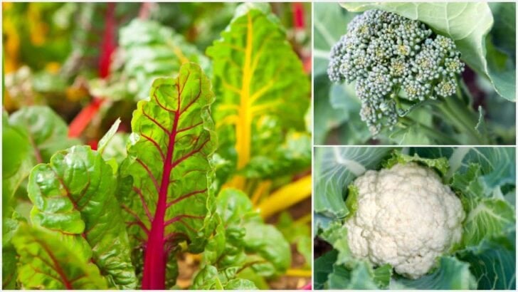 Swiss chard, broccoli, and cauliflower growing in the garden.