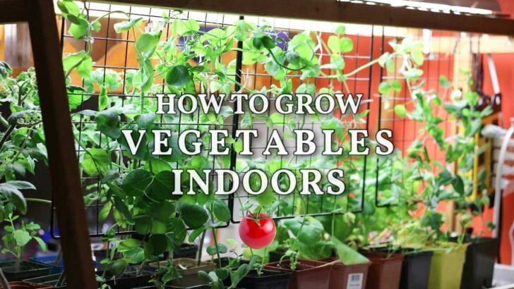 Growing vegetables indoors.