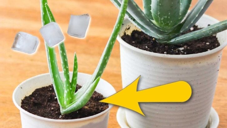 Potted houseplants and ice cubes.