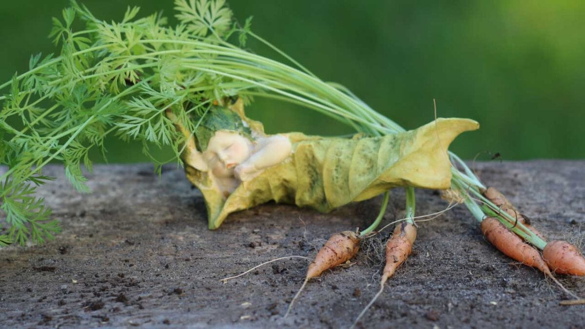 Miniature carrots