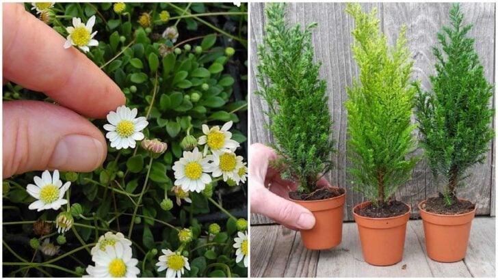 Miniature garden plants.
