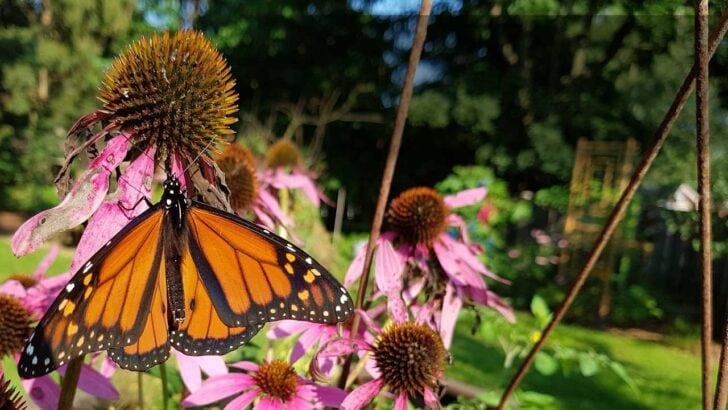 Monarch butterfly collecting nectar from a pink coneflower.