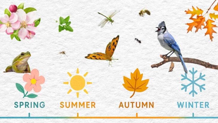 Plants and animals that mark phenological events including a bluejay, frog, bee, butterfly, mosquito, and apple blossoms.