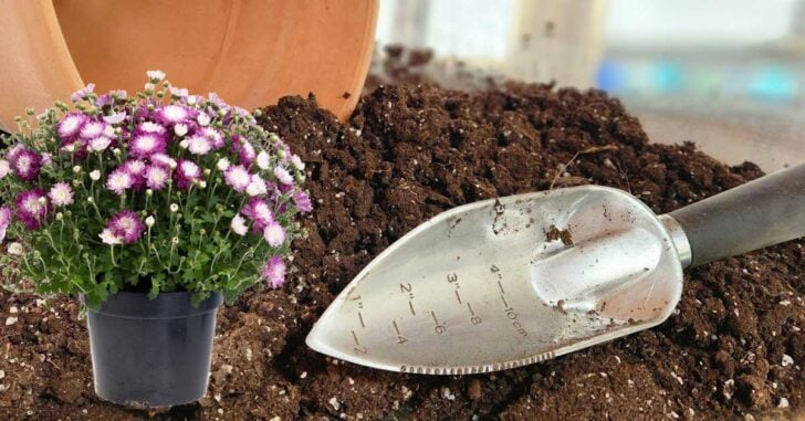 Garden trowel, potting mix, and potted flowers.