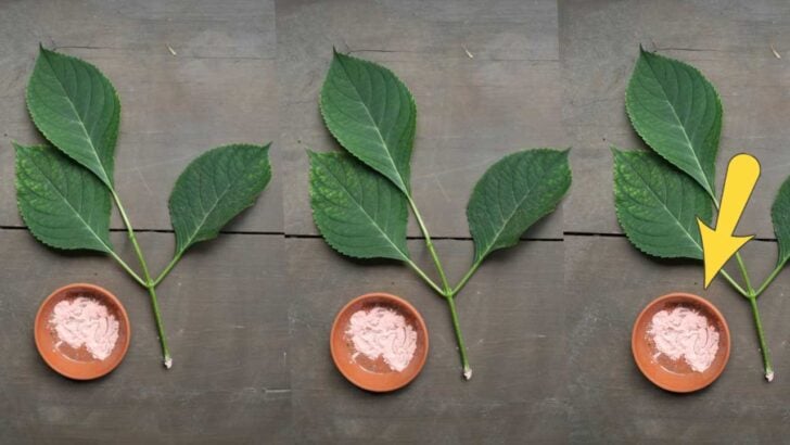 Plant cuttings with rooting hormone.