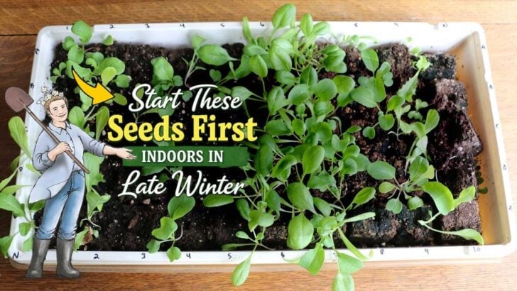 Collage with Empress of Dirt and tray of seedlings