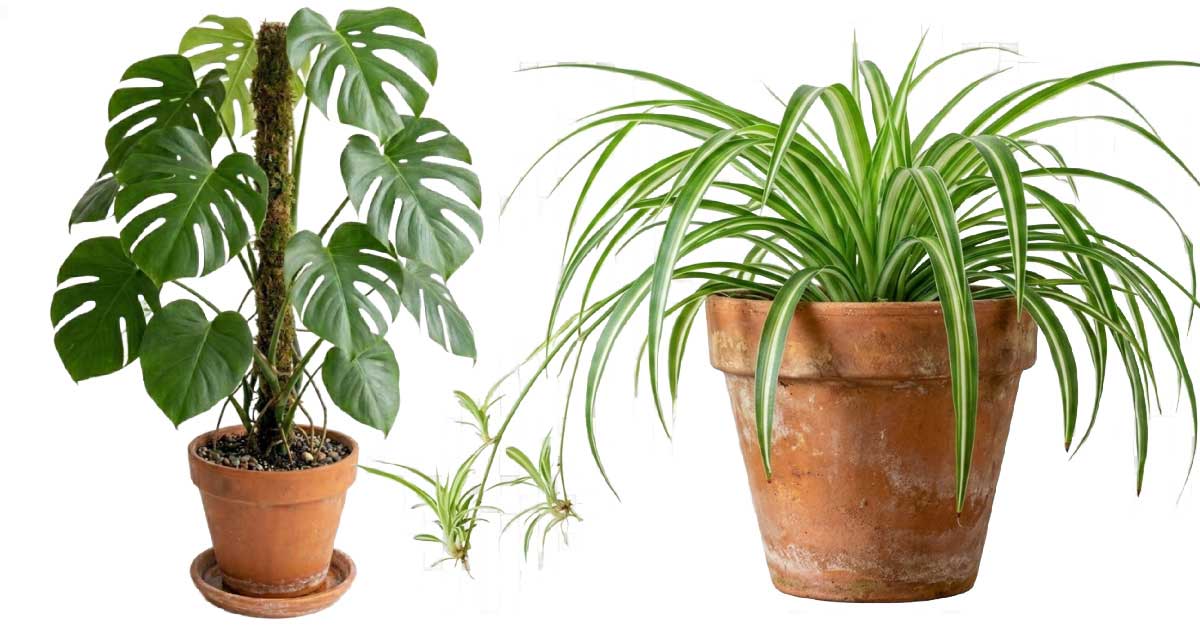 Collage showing two common houseplants.