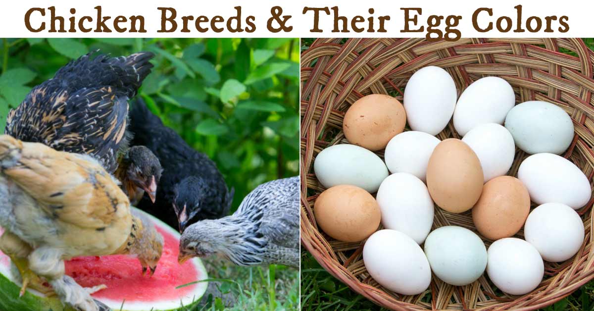 Chicken Breeds and Their Egg Colors Empress of Dirt