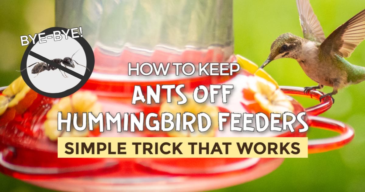 Ants on Your Hummingbird Feeder? This DIY Moat Will Stop Them