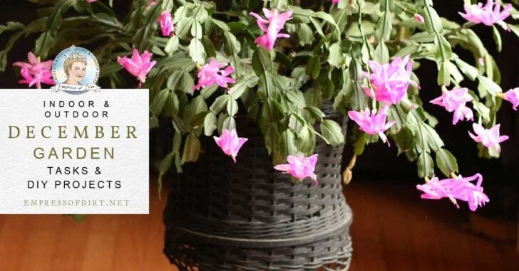 Christmas cactus in bloom indoors in December