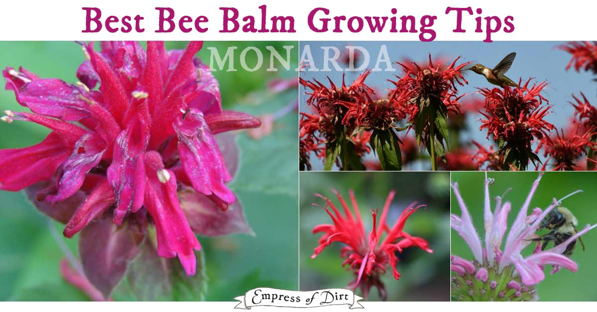 Bee Balm Growing Tips Monarda Empress of Dirt