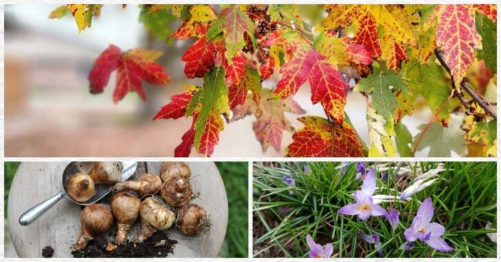 Collage showing fall leaves, flower bulbs, and flowering bulbs.