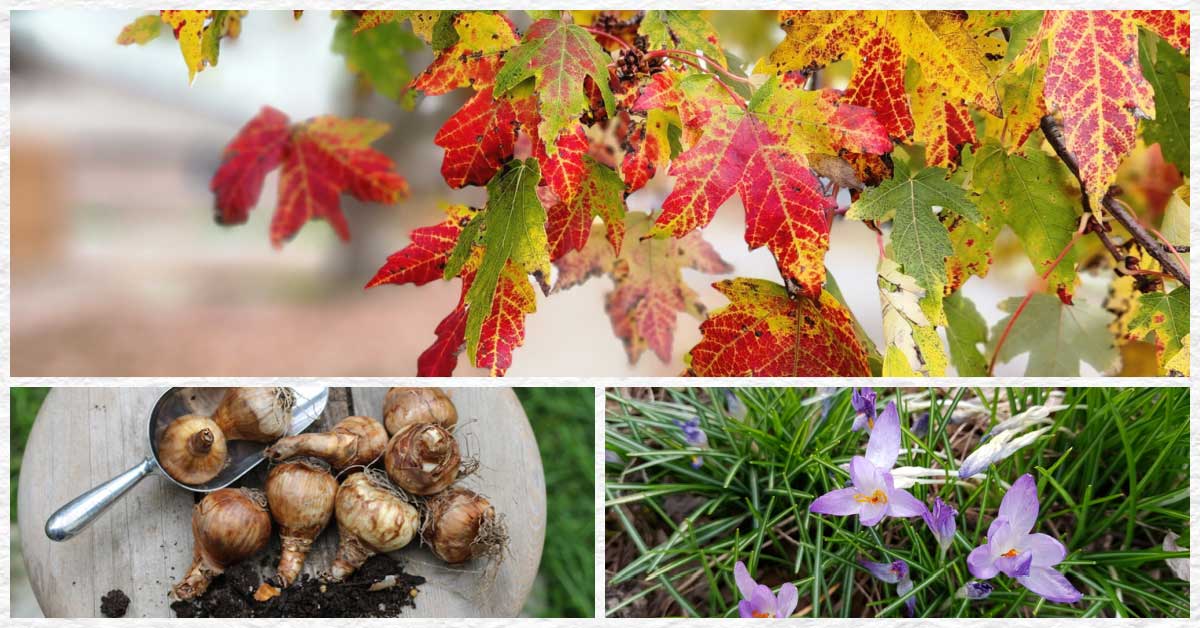 Collage showing fall leaves, flower bulbs, and flowering bulbs.