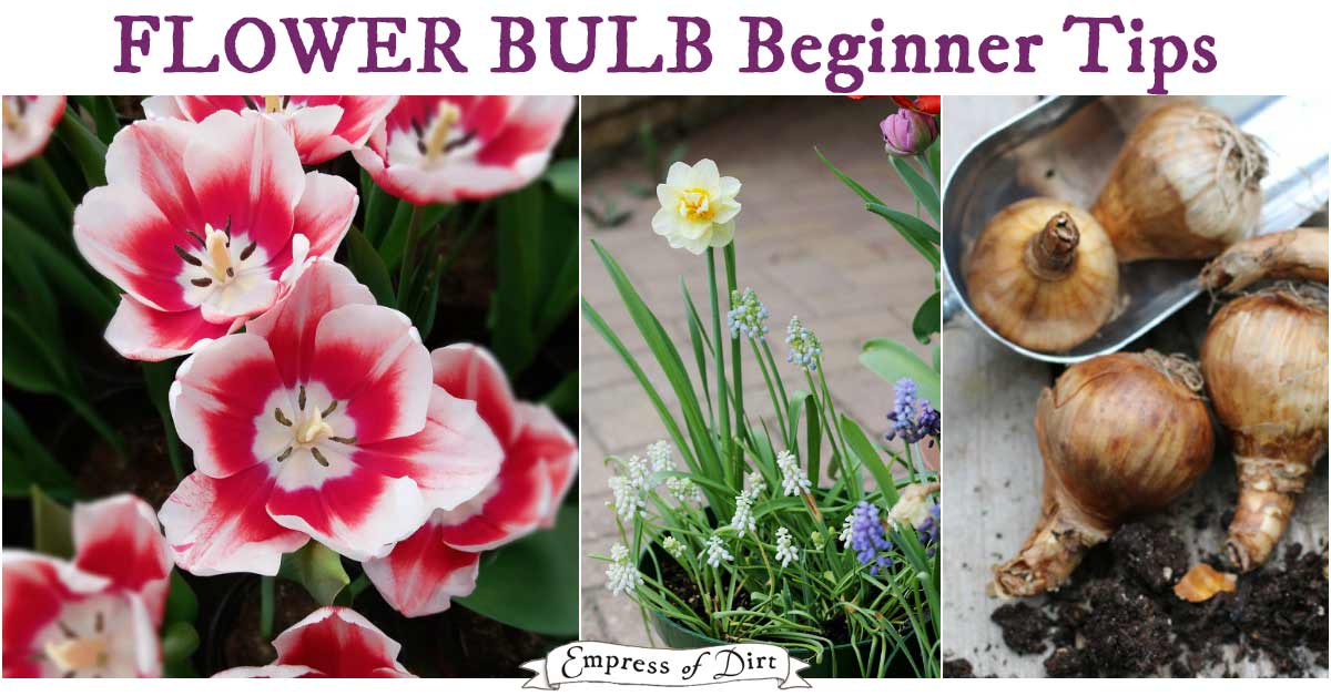 Flower Bulb Planting Tips for Beginners Empress of Dirt