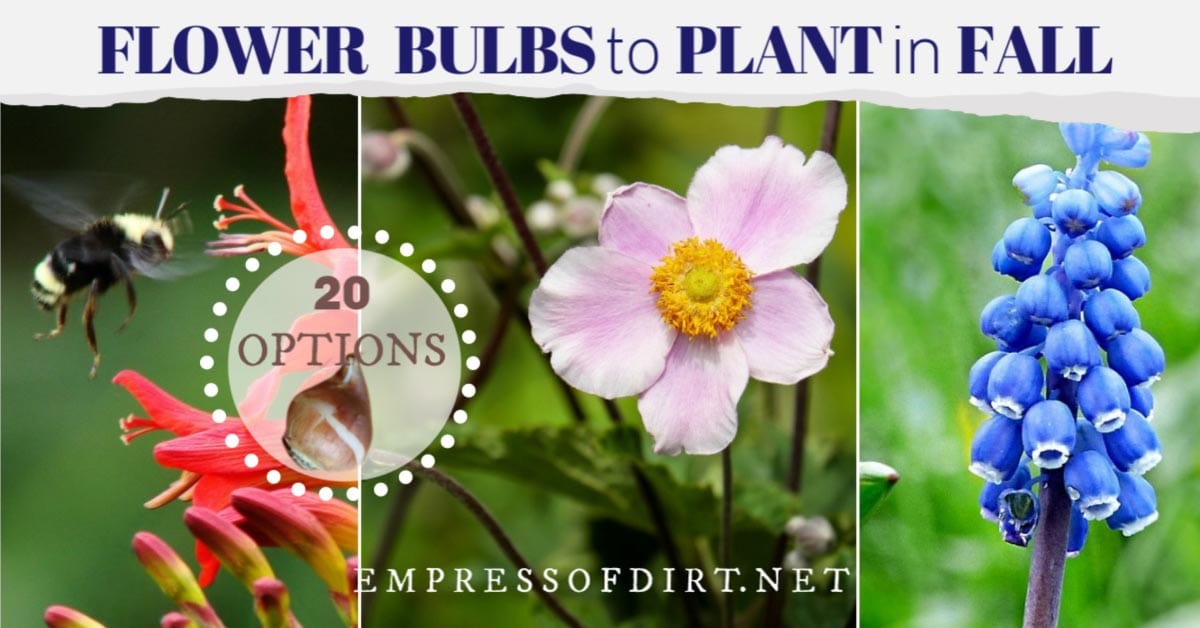 20 Flowering Bulbs to Plant in Fall Empress of Dirt