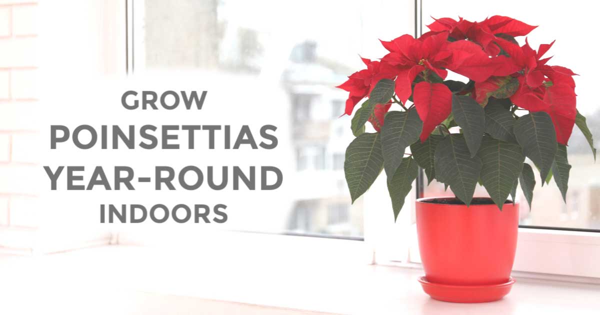 How to Make Poinsettia Bloom (YearRound Care Tips) Empress of Dirt