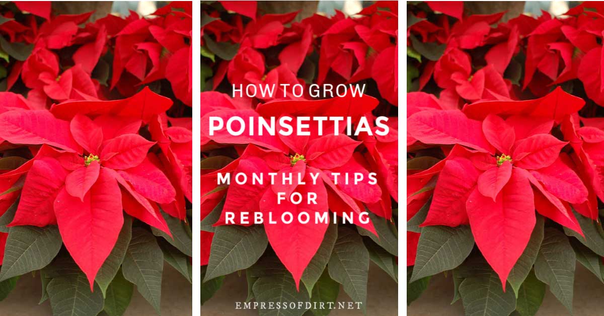 How to Grow Poinsettias Indoors and Make Them Rebloom Empress of Dirt